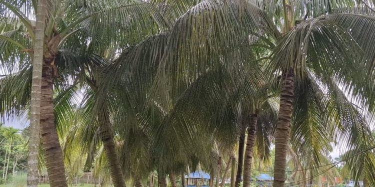 বাউফলে আশঙ্কাজনক হারে কমেছে নারিকেলের ফলন