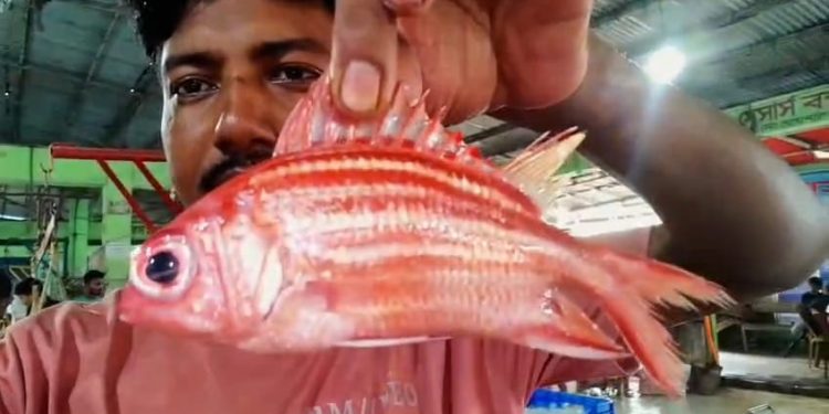 বঙ্গোপসাগরে জেলের জালে মিলল বিরল ‘লাল কোট’ মাছ