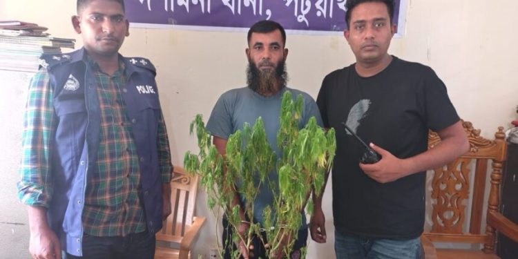 দশমিনায় গাঁজার গাছসহ মাদক ব্যবসায়ী গ্রেপ্তার