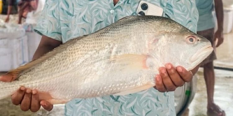 কুয়াকাটায় জেলের জালে বিরল প্রজাতির ‘ভোল পোয়া’, ১১ হাজার টাকায় বিক্রি