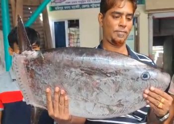 কুয়াকাটায় জেলের জালে ধরা পড়ল বিরল প্রজাতির ‘স্লেন্ডার সানফিশ’