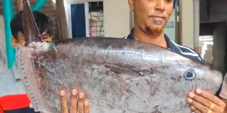 কুয়াকাটায় জেলের জালে ধরা পড়ল বিরল প্রজাতির ‘স্লেন্ডার সানফিশ’