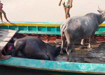 বাউফলে চরে মহিষের ঘাসে বিষ প্রয়োগ: ৩টি মহিষের মৃত্যু, অসুস্থ ৩০