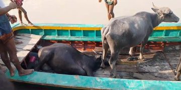 বাউফলে চরে মহিষের ঘাসে বিষ প্রয়োগ: ৩টি মহিষের মৃত্যু, অসুস্থ ৩০
