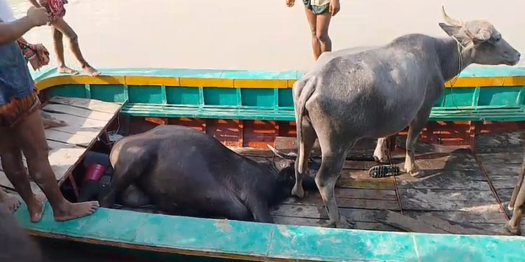 বাউফলে চরে মহিষের ঘাসে বিষ প্রয়োগ: ৩টি মহিষের মৃত্যু, অসুস্থ ৩০