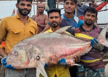 জেলের জালে দেড় ৫৪ কেজি ওজনের তবল মাছ, ৬৬৬ টাকা কেজিতে বিক্রি