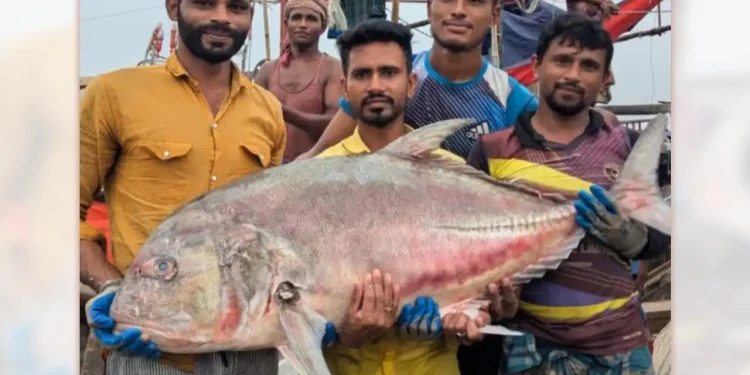জেলের জালে দেড় ৫৪ কেজি ওজনের তবল মাছ, ৬৬৬ টাকা কেজিতে বিক্রি