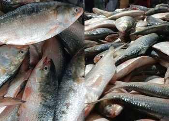 বঙ্গোপসাগরে জেলের এক ট্রলারে ধরা পড়ল ৪৬ মণ ইলিশ
