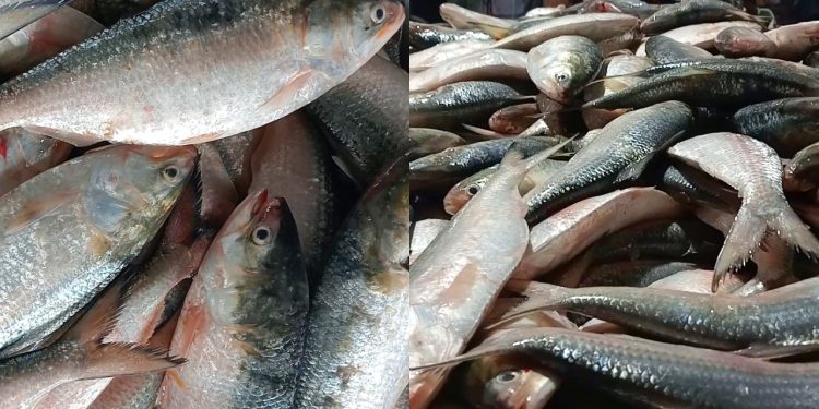 বঙ্গোপসাগরে জেলের এক ট্রলারে ধরা পড়ল ৪৬ মণ ইলিশ