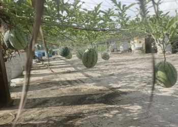 মহিপুরে ছাদ কৃষিতে নতুন সম্ভাবনা, অসময়ে কালো তরমুজ চাষে চমক