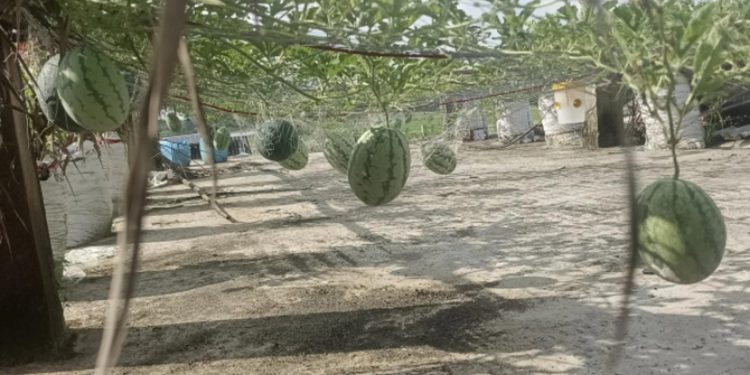 মহিপুরে ছাদ কৃষিতে নতুন সম্ভাবনা, অসময়ে কালো তরমুজ চাষে চমক