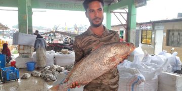বঙ্গোপসাগরে জেলের জালে উঠলো ৮ কেজির ‘কালো দাতিনা’, ৪০ হাজারে বিক্রি
