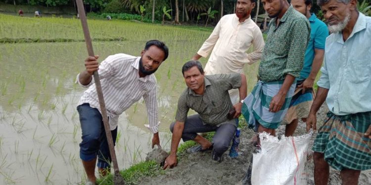 গলাচিপায় জলবায়ু ঝুঁকি মোকাবিলায় তিন শতাধিক তালবীজ রোপণ