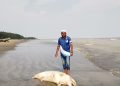 কুয়াকাটায় লেজে দড়ি বাঁধা মৃত ডলফিন উদ্ধার