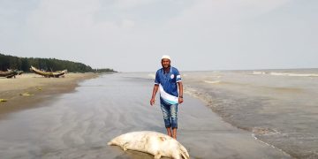 কুয়াকাটায় লেজে দড়ি বাঁধা মৃত ডলফিন উদ্ধার