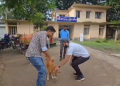 কলাপাড়ায় শতাধিক কুকুর-বিড়াল পেল বিনামূল্যে চিকিৎসা ও খাবার