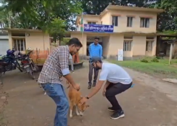 কলাপাড়ায় শতাধিক কুকুর-বিড়াল পেল বিনামূল্যে চিকিৎসা ও খাবার