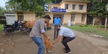 কলাপাড়ায় শতাধিক কুকুর-বিড়াল পেল বিনামূল্যে চিকিৎসা ও খাবার