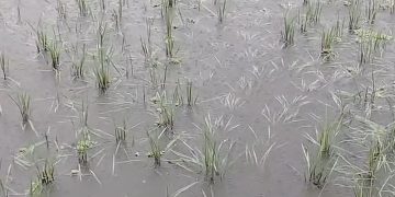 কলাপাড়ায় ভারী বৃষ্টিতে ডুবল বীজতলা, স্থবির জনজীবন