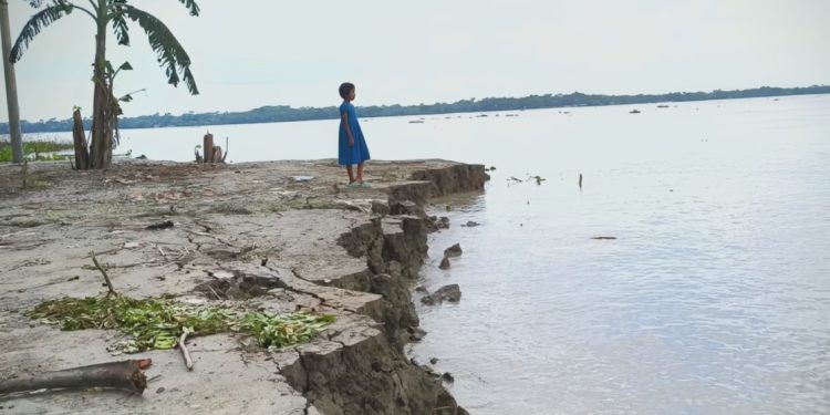 পায়রার তাণ্ডবে বিলুপ্তির পথে দুমকির বাহেরচর