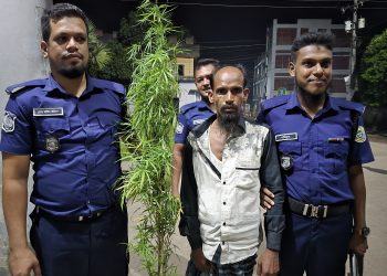 বাউফলে ৩টি গাঁজা গাছসহ একজনকে আটক করেছে পুলিশ