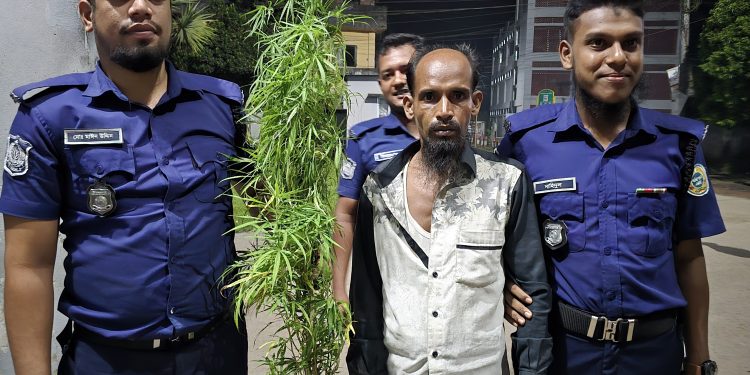 বাউফলে ৩টি গাঁজা গাছসহ একজনকে আটক করেছে পুলিশ