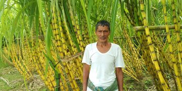 ​আগে পড়ে থাকত অনাবাদি: সেই ক্যাচক্যাচিয়া খালপাড়ে এখন ‘লাল সুন্দরী’র হাসি