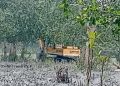গলাচিপায় জমি দখলে ম্যানগ্রোভ বাগানের ৪ শতাধিক গাছ নিধন