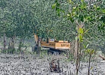 গলাচিপায় জমি দখলে ম্যানগ্রোভ বাগানের ৪ শতাধিক গাছ নিধন