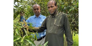 দশমিনায় বারোমাসি আম চাষে কাজী আনিছুর রহমানের বাজিমাত
