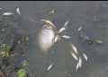 কলাপাড়ায় মাছের ঘেরে বিষ প্রয়োগ করে ৫ লাখ টাকার মাছ নিধনের অভিযোগ