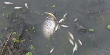 কলাপাড়ায় মাছের ঘেরে বিষ প্রয়োগ করে ৫ লাখ টাকার মাছ নিধনের অভিযোগ