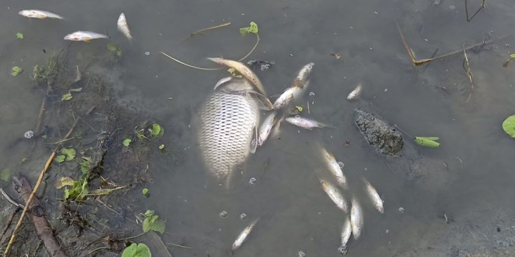 কলাপাড়ায় মাছের ঘেরে বিষ প্রয়োগ করে ৫ লাখ টাকার মাছ নিধনের অভিযোগ